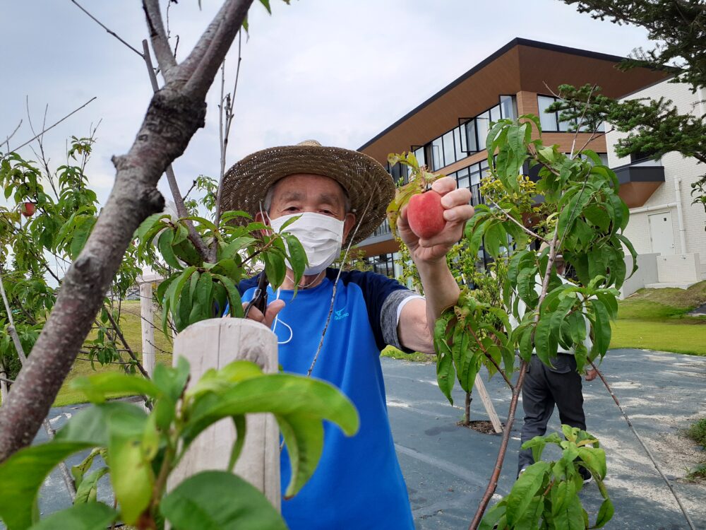 交流☆桃の収穫お手伝いin複合施設CORRIN　　　　　　　　　　　　　　　　　　　　　　(碧南市養護老人ホーム）