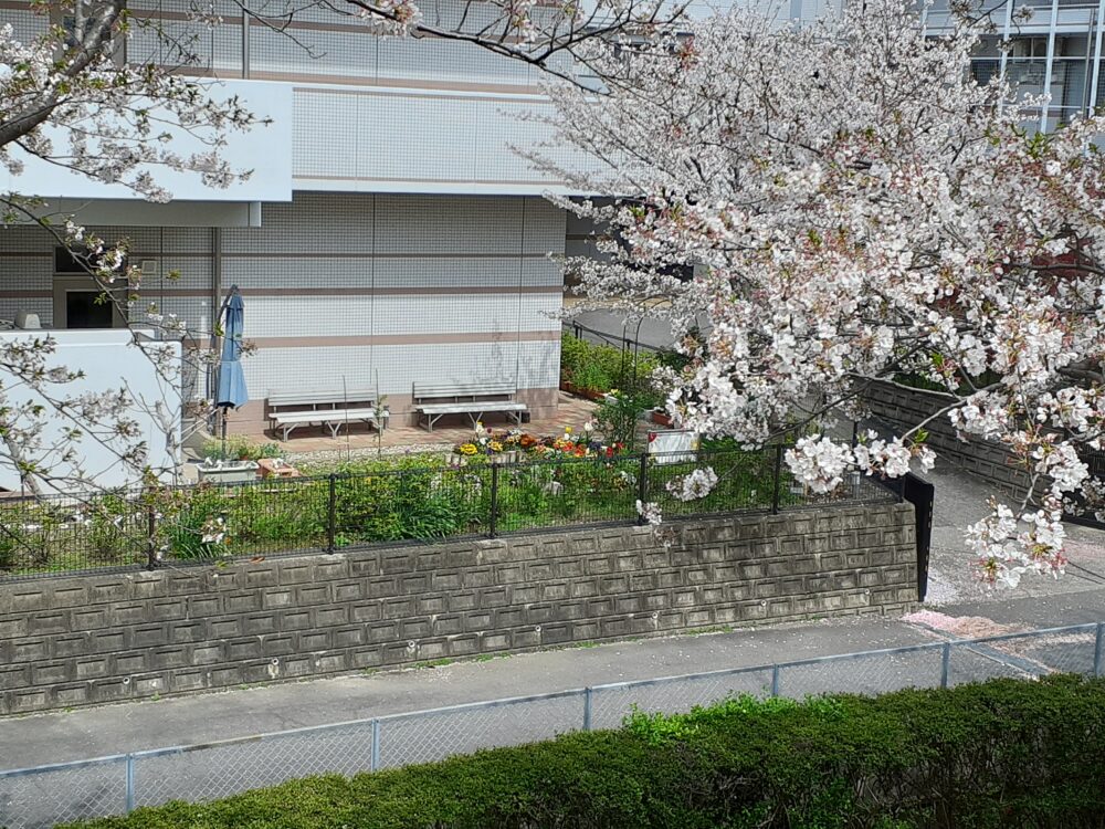 春の散策～桜に誘われて🌸～　　　　　　　　　　　　　　　　　　　　　（碧南市養護老人ホーム）